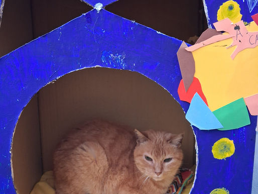 Entrega de abrigos para gatos 