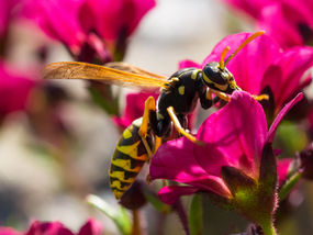 Battling Wasps - Stress and Mental Health
