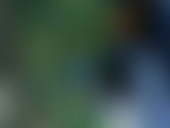 How to Find the Best Tree Doctor - Tips for Healthy Trees!