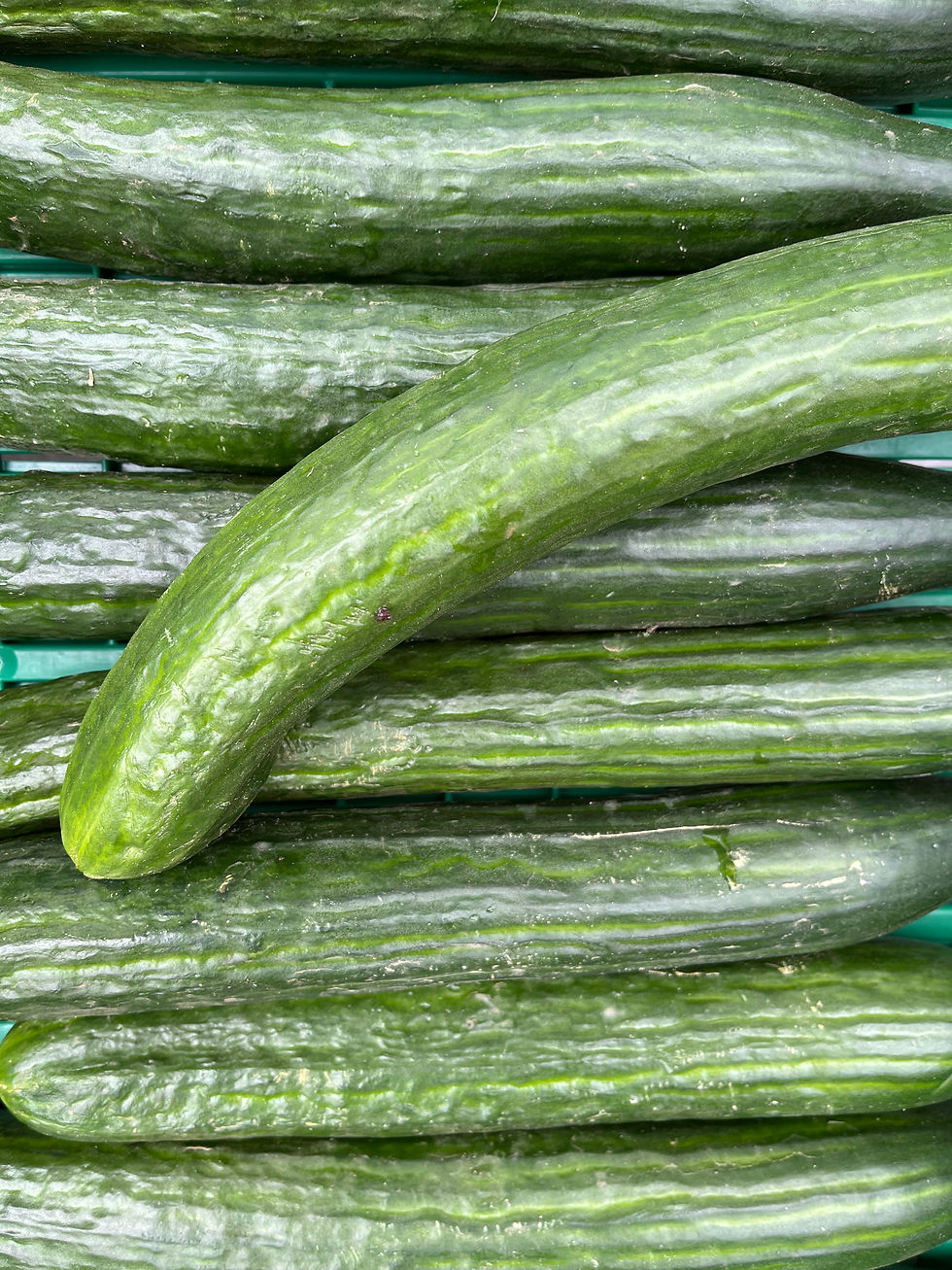 Concombre - BIO Yvorne - 1 pièce