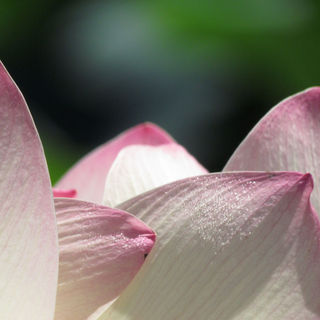 Copy of IMG_8272 rs 80.JPG