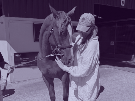 ADB Sale Recap: Magic Millions March & Adelaide