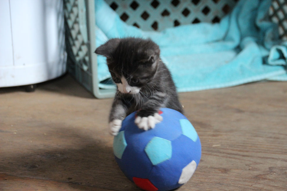 Kitten ball