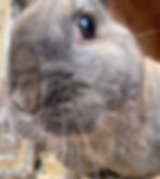 Velvet bunny_edited.jpg