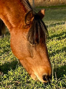 Pippi grass_edited.jpg