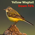 Yellow Wagtail 72.jpg