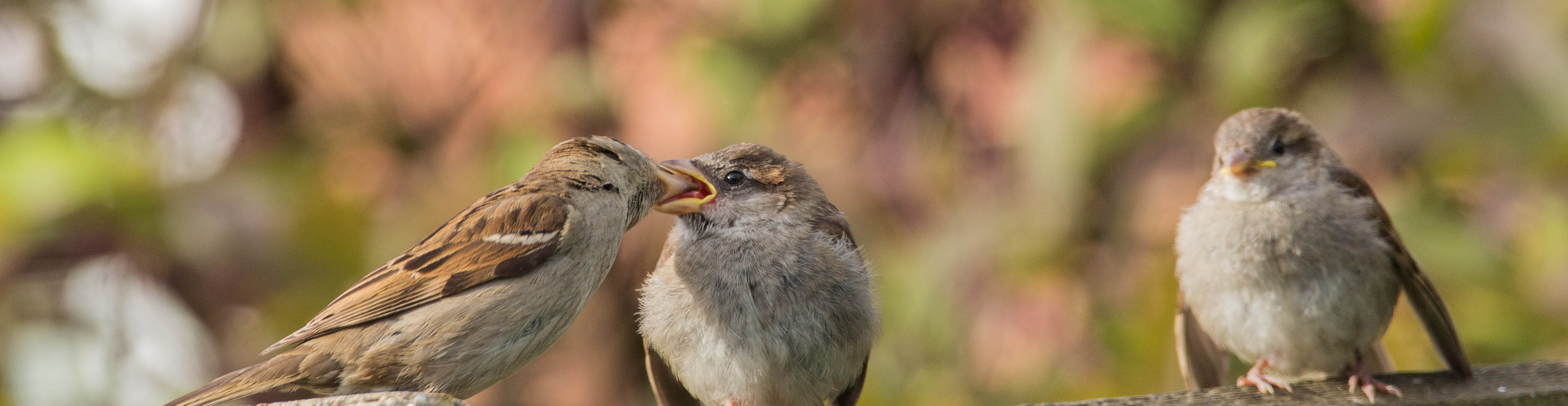 songbird definition songbird definition