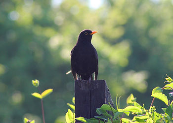 blackbird on fence.jpg