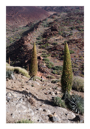 Parque nacional del Teide #8