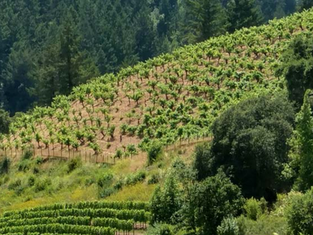 A Leader in Organic Viticulture and Soil Health