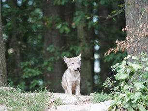 wolf pup in the woods