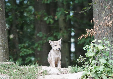 Wildlife Puppy Care