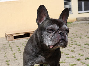 Jack