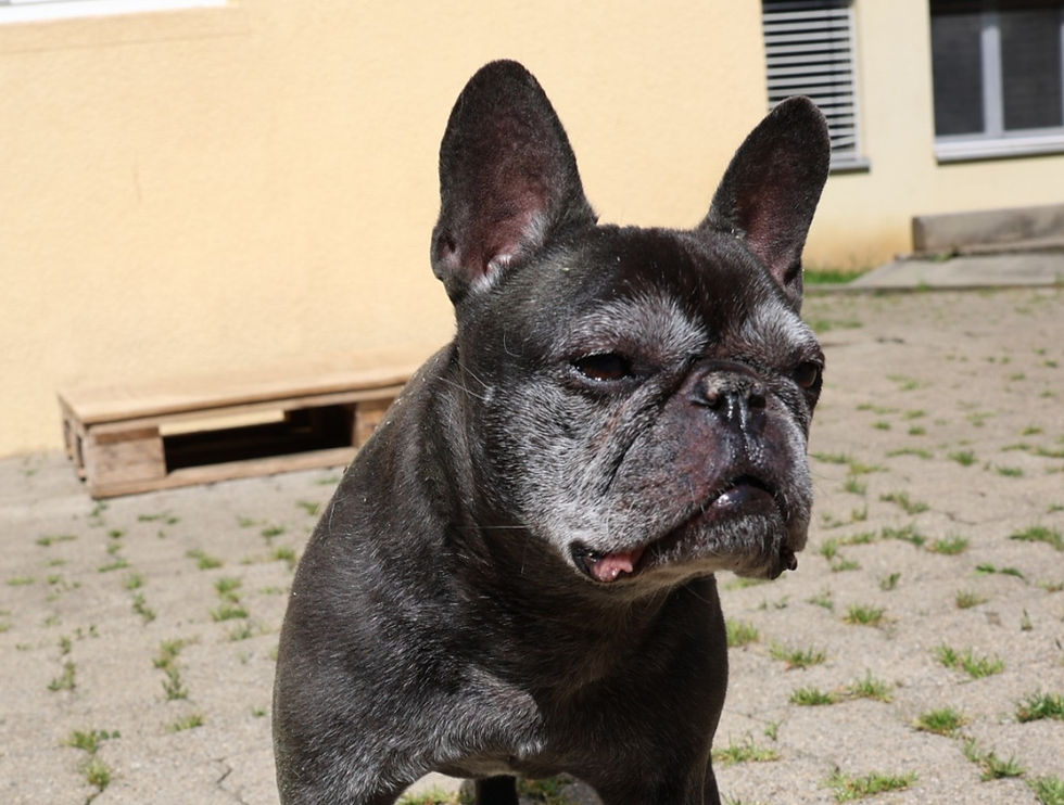Jack