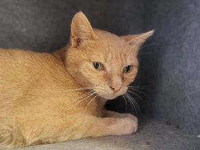 🐱 Möhre sucht ein Zuhause