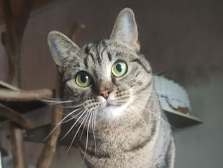 Lili (befindet sich im Probewohnen)