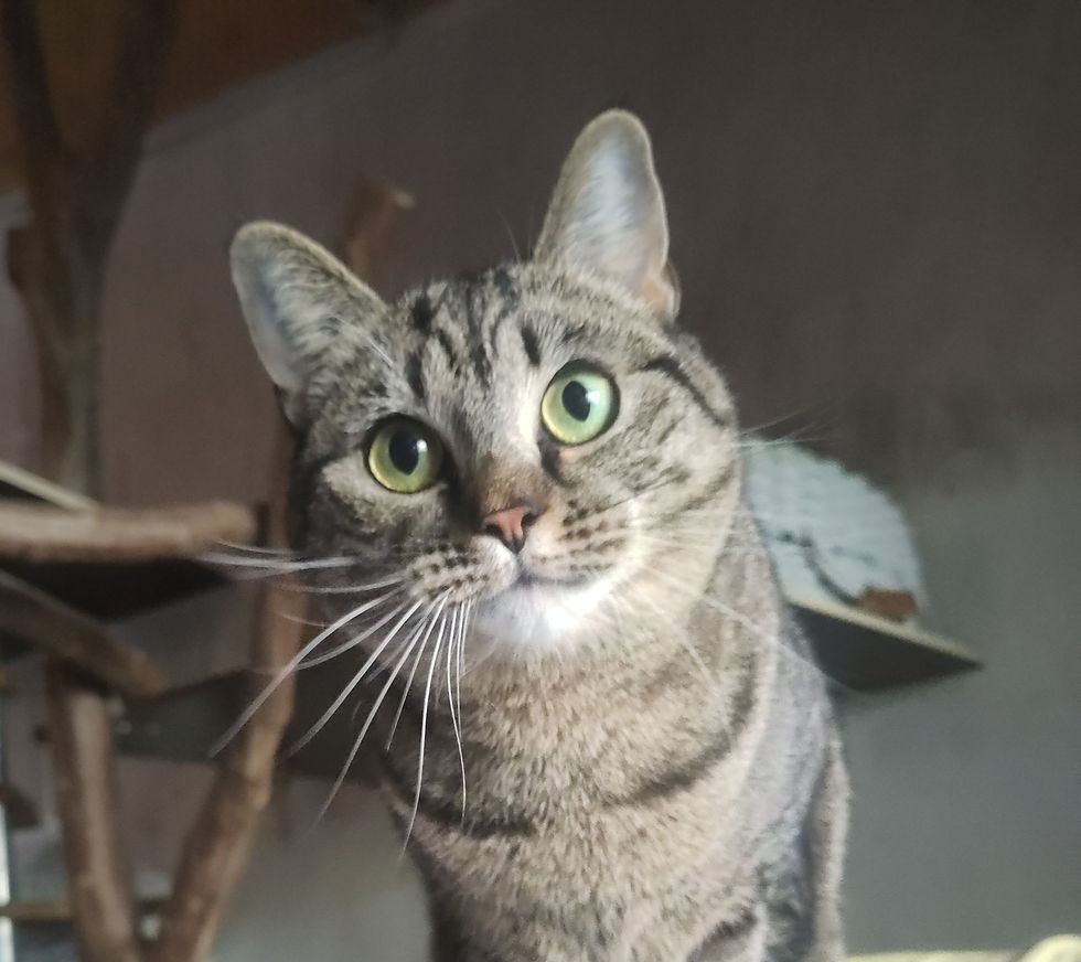 Lili (befindet sich im Probewohnen)