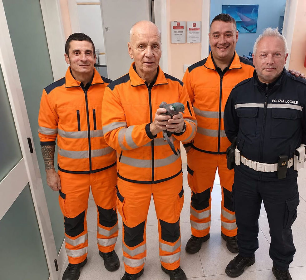 montemurlo. INTRAPPOLATO PER QUATTRO GIORNI NELLA PALESTRA DELLA SALVEMINI-LA PIRA: COLOMBACCIO FERITO SALVATO E LIBERATO