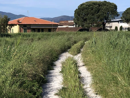 quarrata. APPALTO PER LA MANUTENZIONE DEL VERDE PUBBLICO E DECORO URBANO, SARA' POSSIBILE L'UTILIZZO DI DISERBANTI?