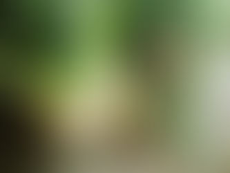 poggio. SICUREZZA DEL VERDE PUBBLICO: INCARICO PER LA VERIFICA DEGLI ALBERI AL PARCO DEL BARGO