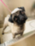 ruby grooming_edited.jpg