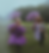 Purple Umbrella Photoshoot