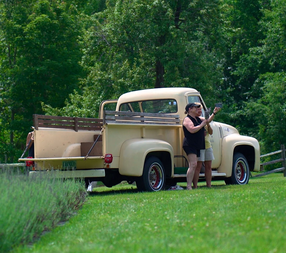 How To Naturally Promote Stress Relief and Increase Wellbeing With Lavender