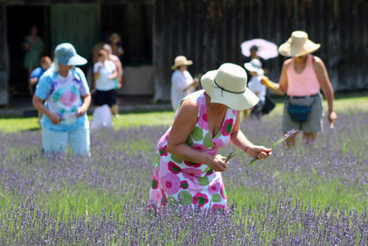 women in brightly colored sundresses and sunhats in the sunny lavender fields picking their own fresh bundles