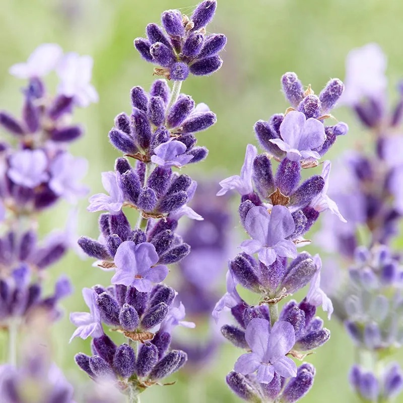 lavendula-hidcote-lavender_1.jpg.webp
