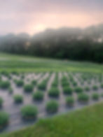 Wide view of healthy, young lavender plants during their first season in the ground