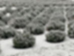 Snow-dusted lavender bushes in neat rows cover a field, creating a serene, wintry landscape. All is calm and covered in white.