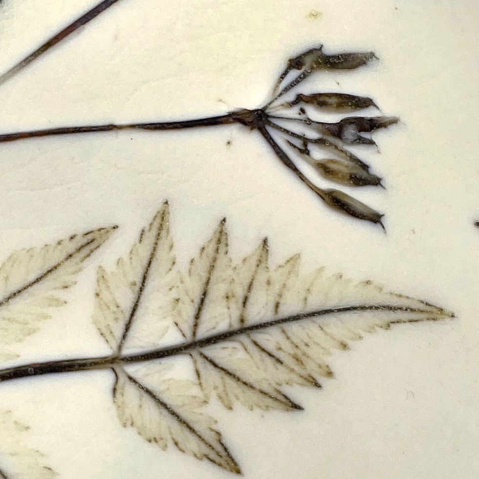 Thumbnail: Wild Chervil Seeds