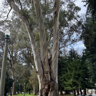 A beautiful tree in a small park.