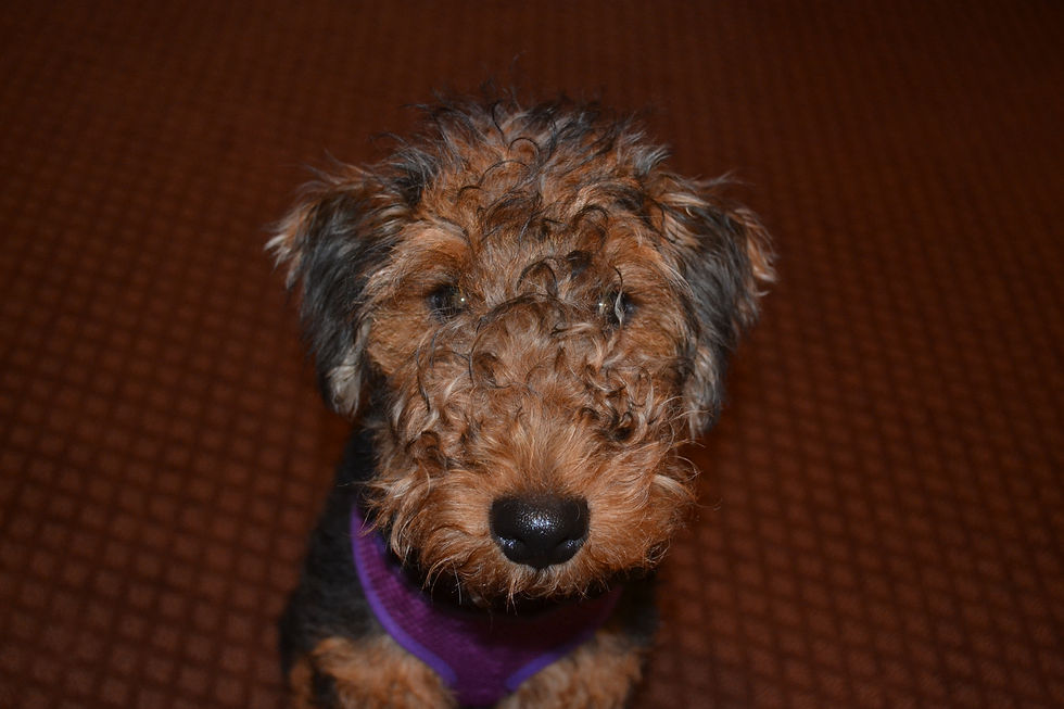 A Welsh terrier puppy.
