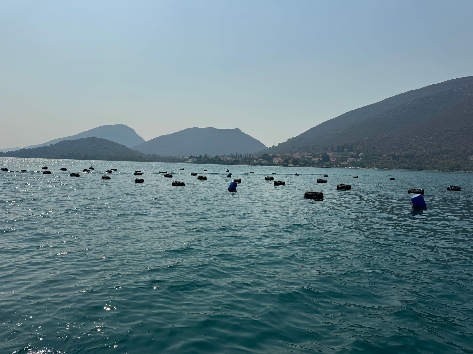 These are the buoys marking the oyster lines.