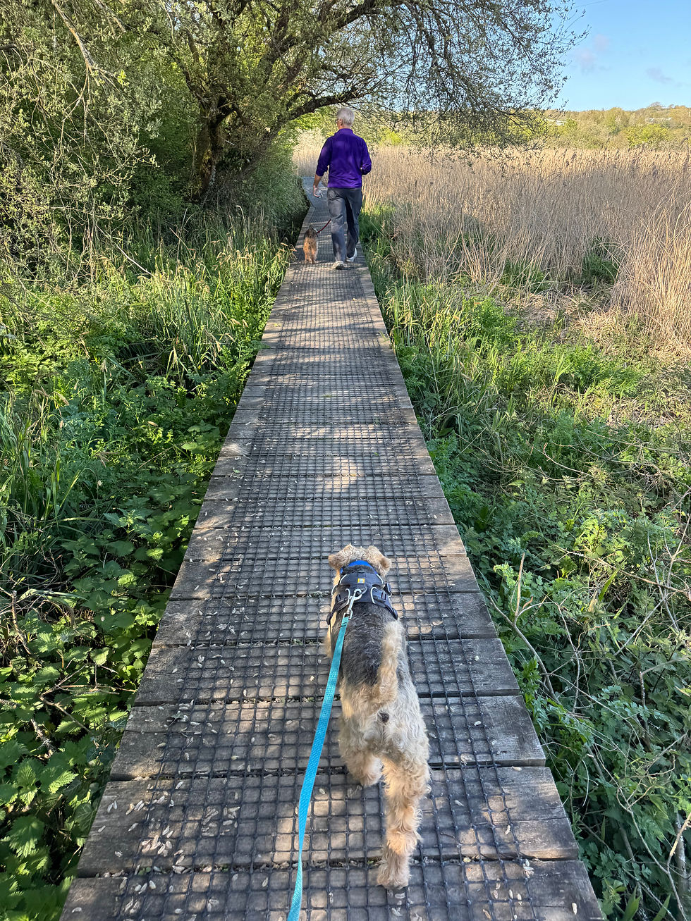 Hiking through a nature reserve in Cardigan.