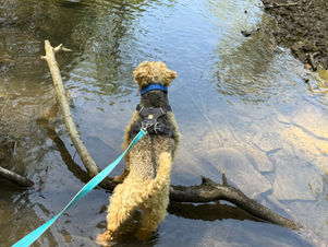 Dogs in the Heat