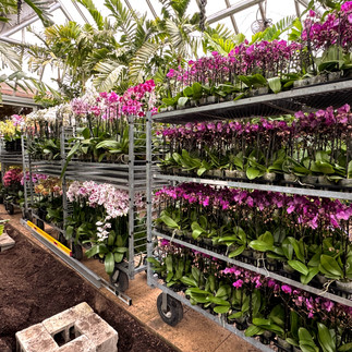 Orchids waiting for placement.