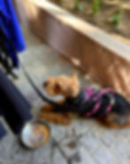 laser focused on Julie, Riley is well behaved at brunch.