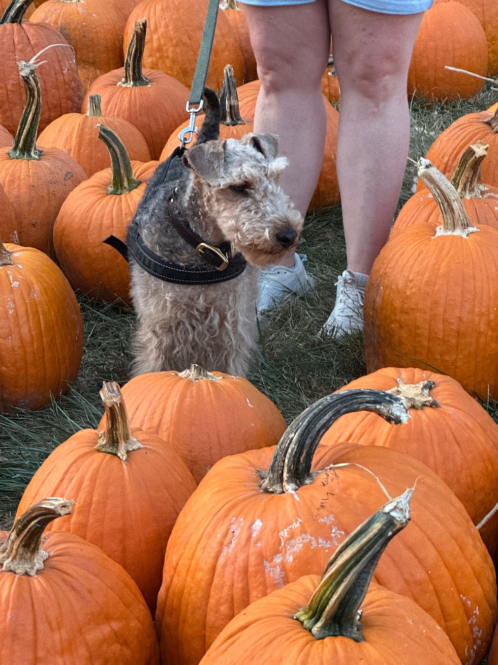 dog in pumpkin patch.