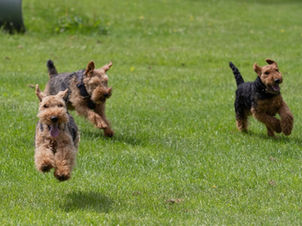 Dogs running in a field