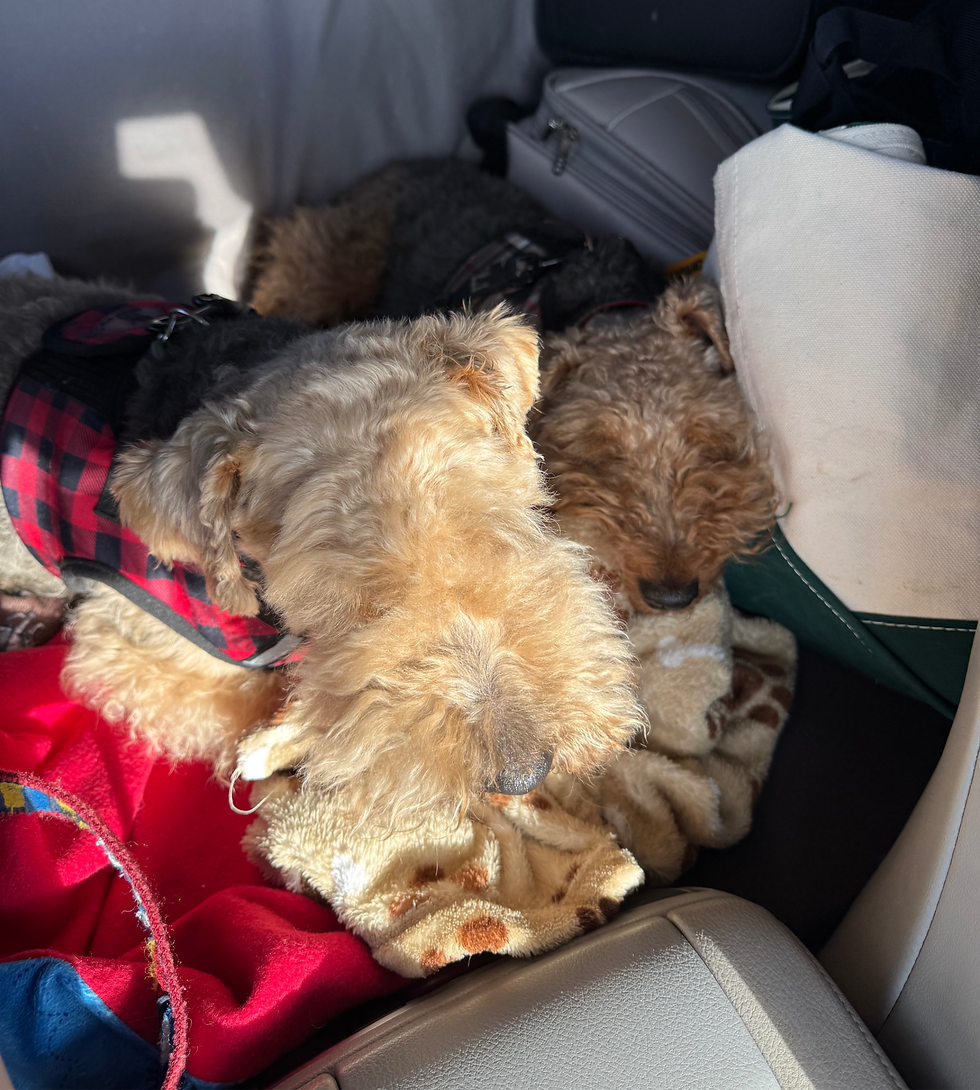 sleeping after a visit socializing