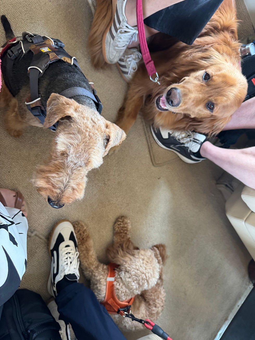 Pups on the plane.