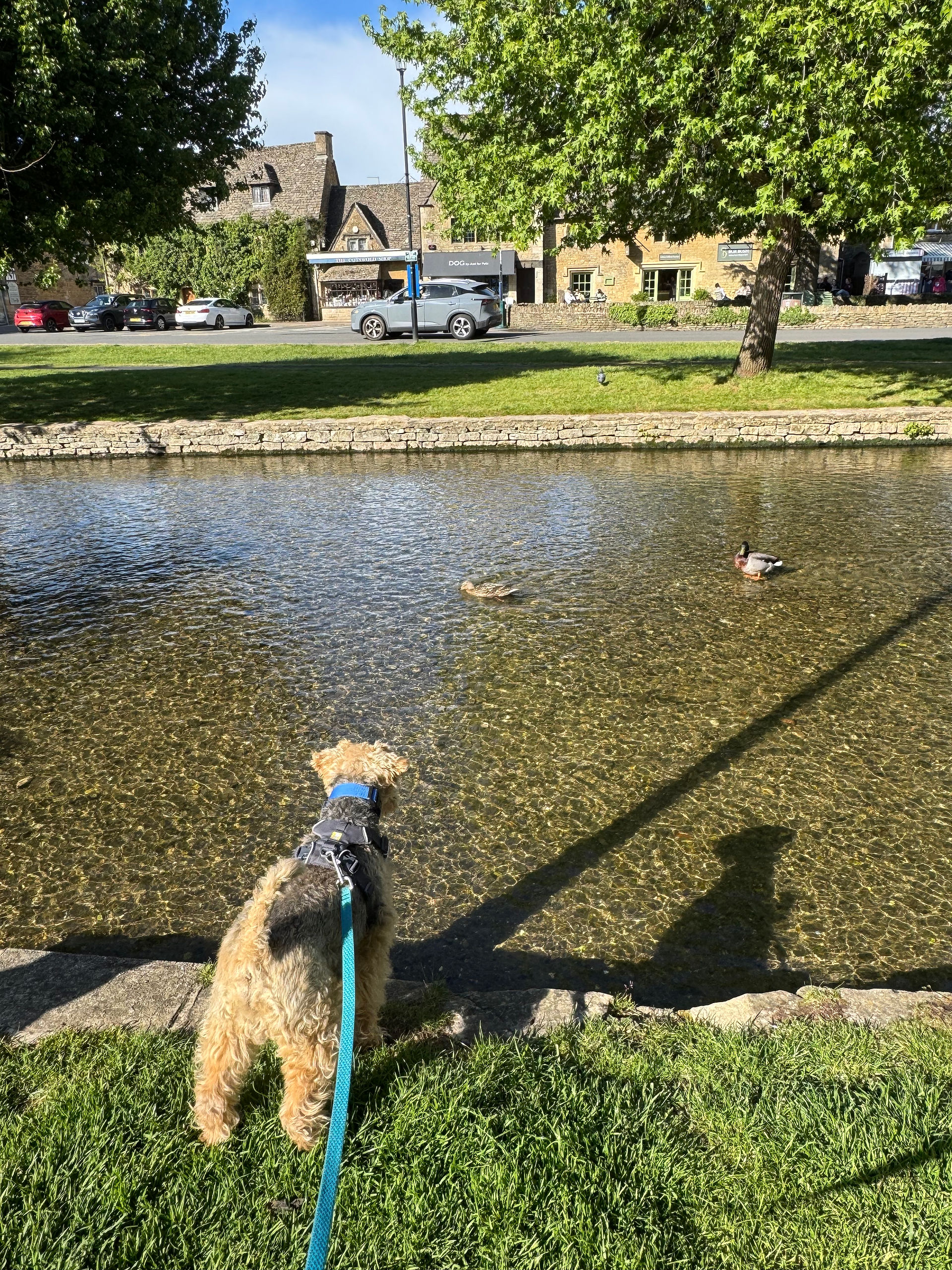 Winston and the ducks.