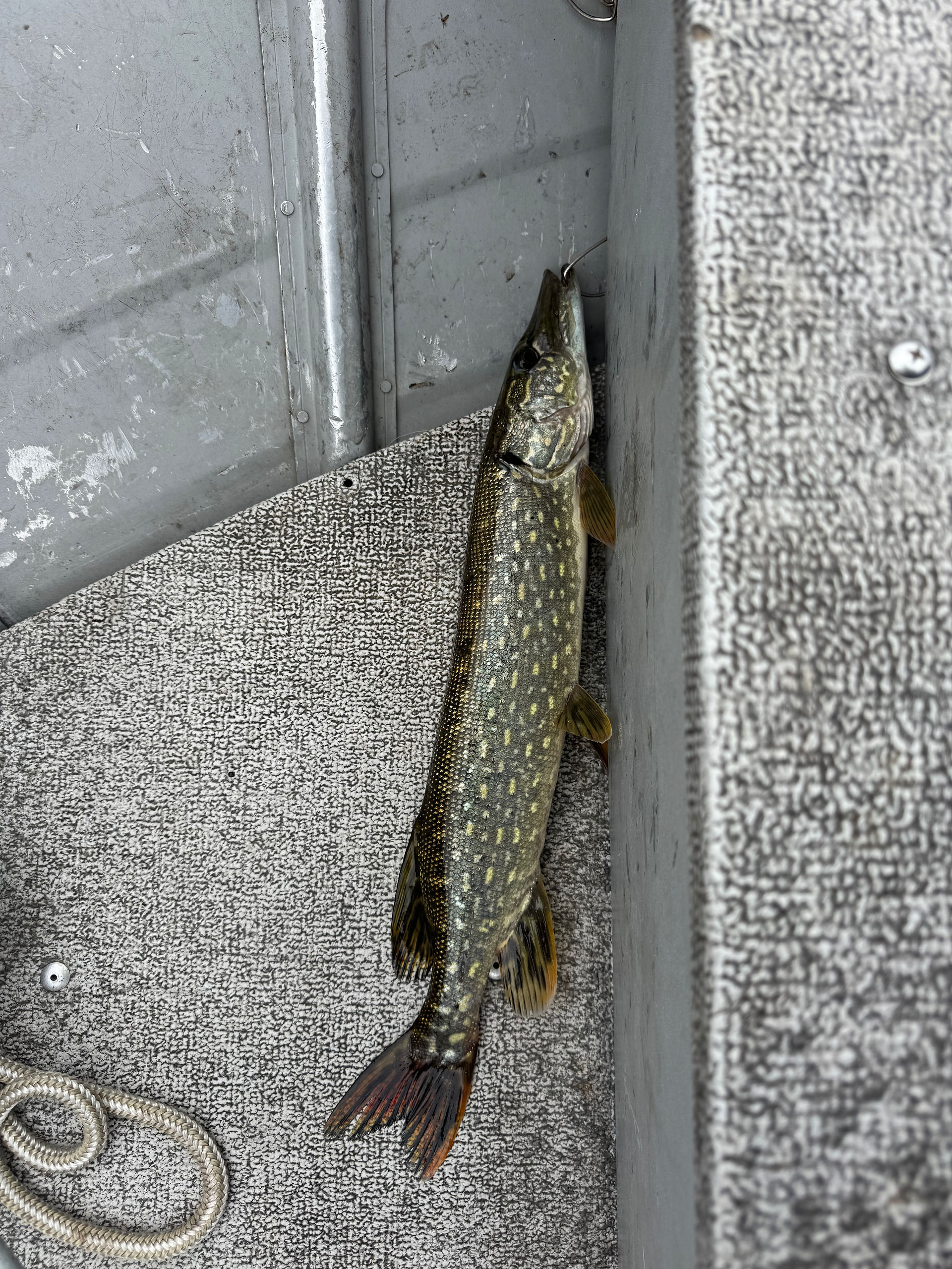 a pike I caught