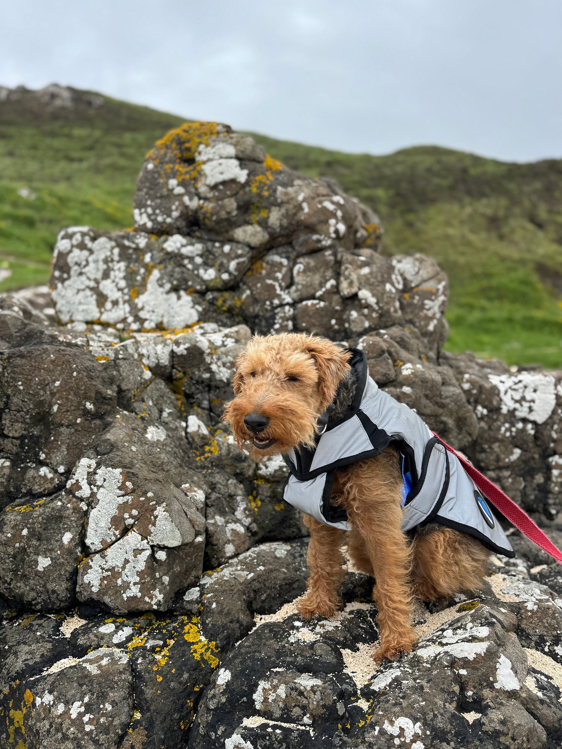 Maisie sporting her dreaded rain jacket.