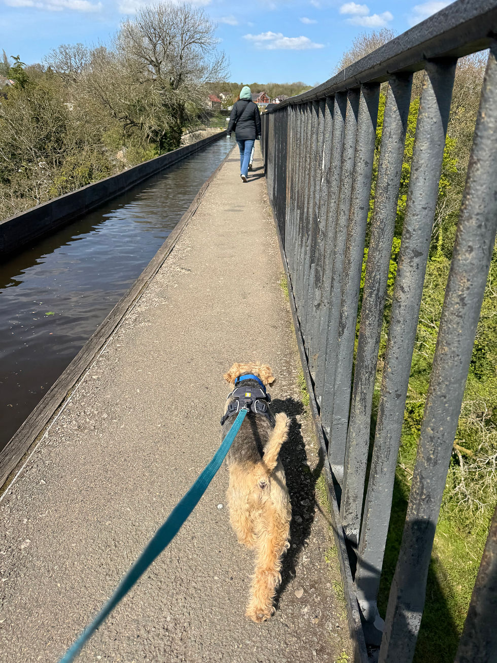 Winston hugging the fence.