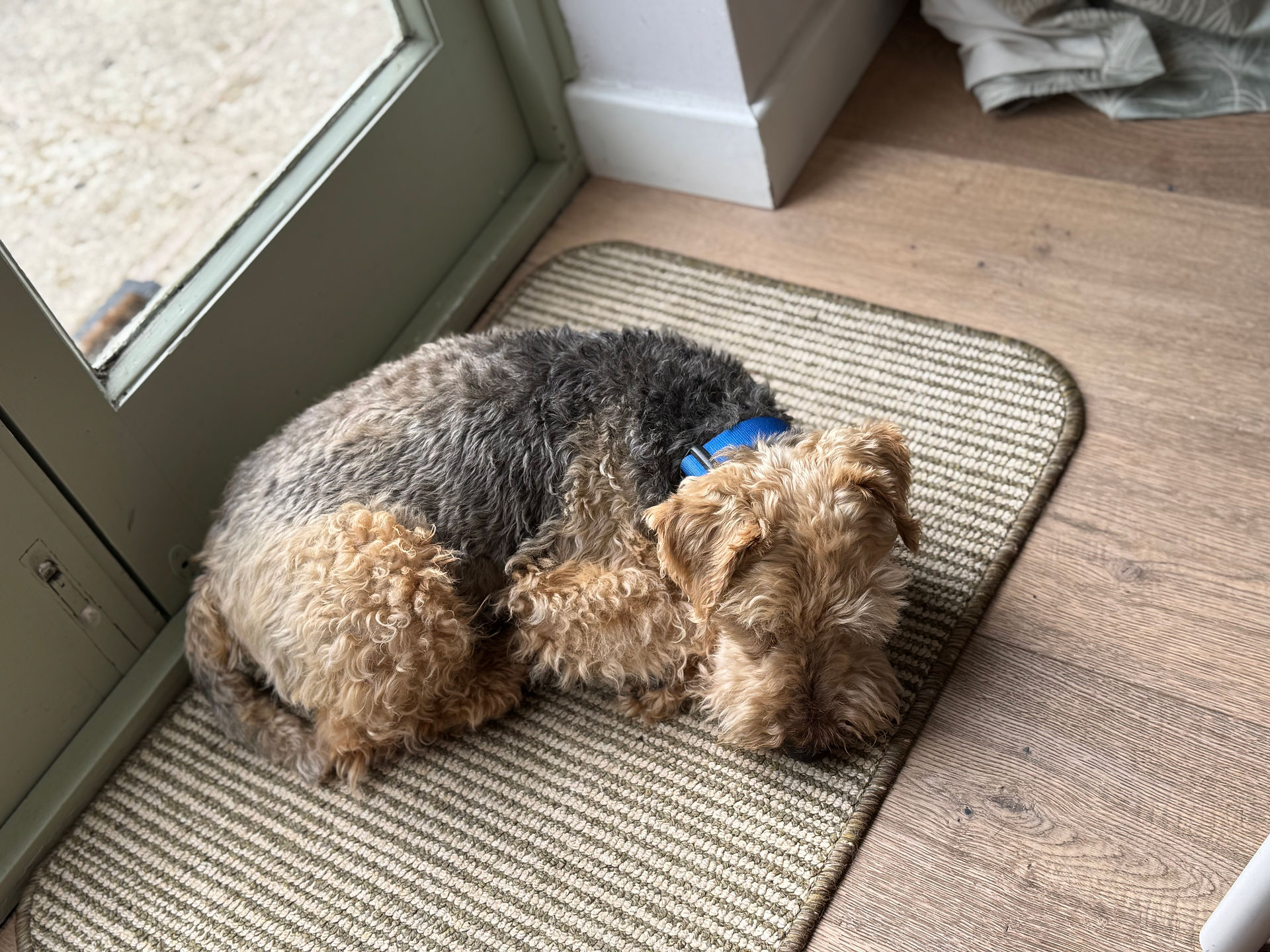 Winston curled up like a lamb.