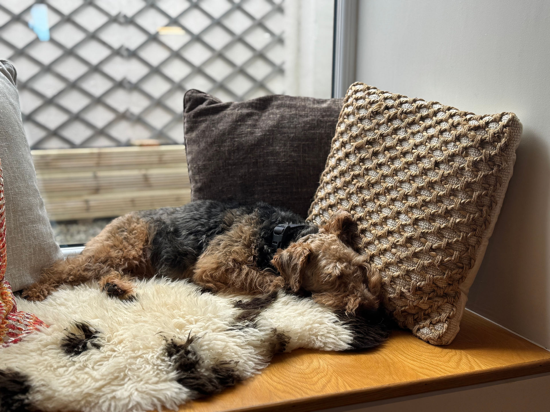 Maisie's favorite viewing spot.