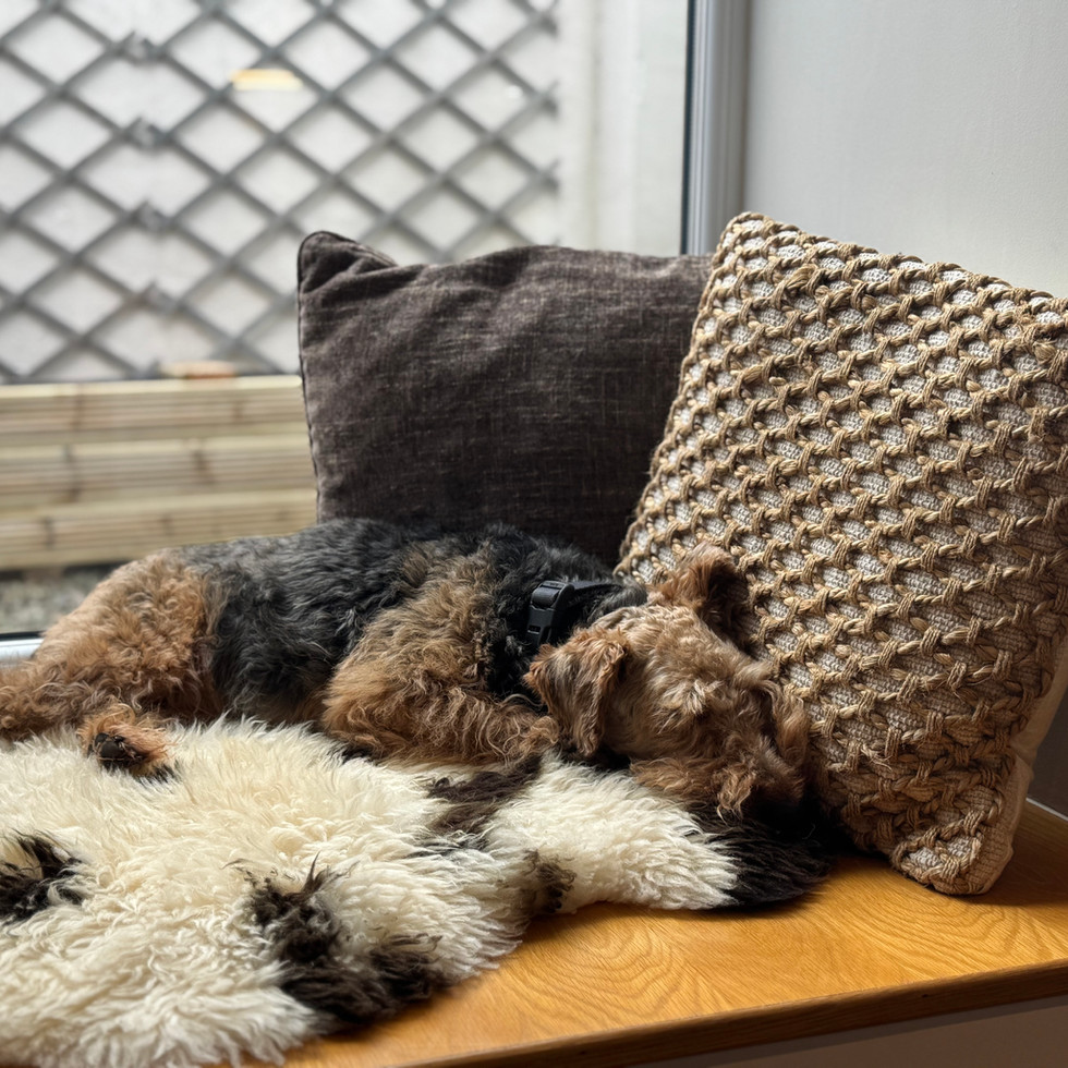 Maisie's favorite viewing spot.